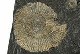 Dactylioceras Ammonite Fossil - Posidonia Shale, Germany #304955-1